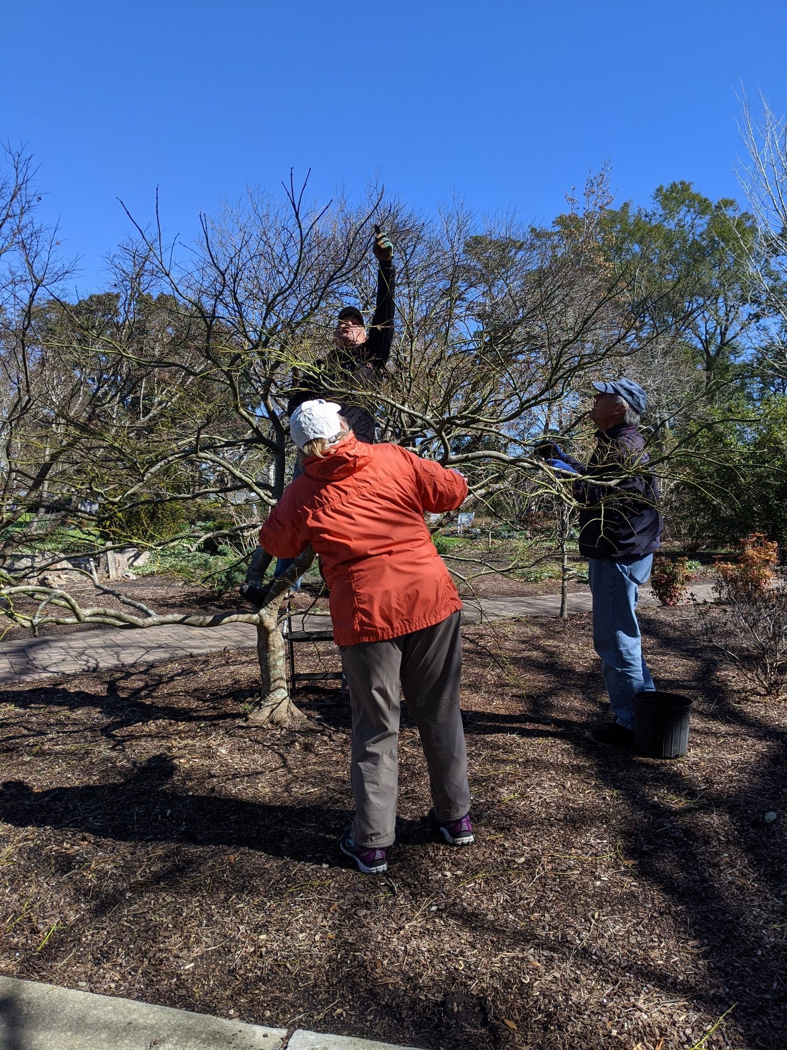 Three people pruning a tree outdoors on a sunny day. One reaches up, another holds a branch. Mulch on ground.