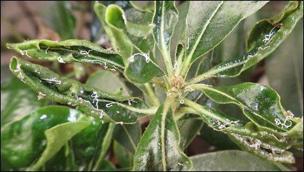 Green plant leaves with curled edges and white, web-like structures.