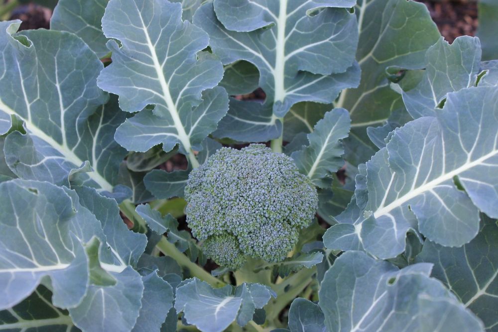 Broccoli plant with a head in the center, surrounded by large, bluish-green leaves.