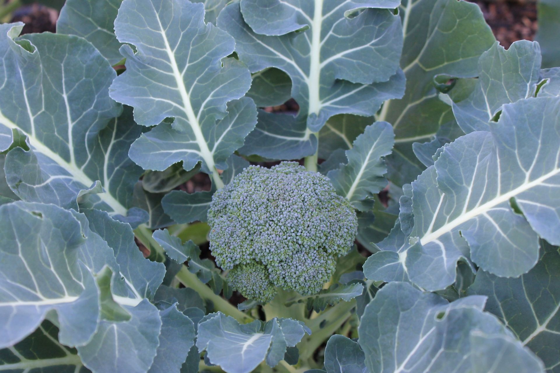 Broccoli plant with a large, green head surrounded by large, leafy, blue-green foliage.