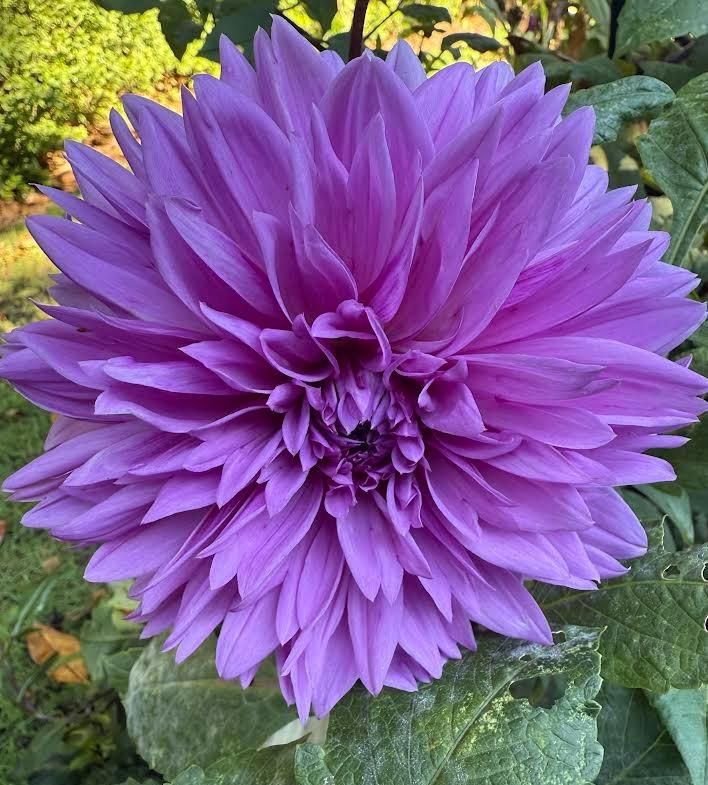 Large, purple dahlia flower in full bloom, surrounded by green foliage.