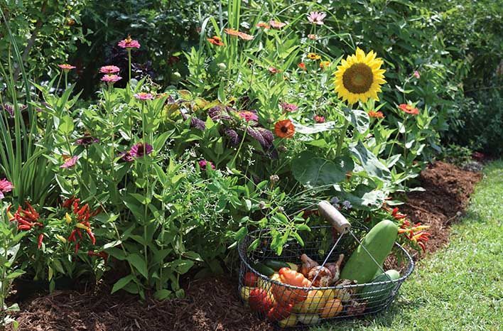 Vibrant garden bed with sunflowers, zinnias, and harvested vegetables in a basket on the edge.
