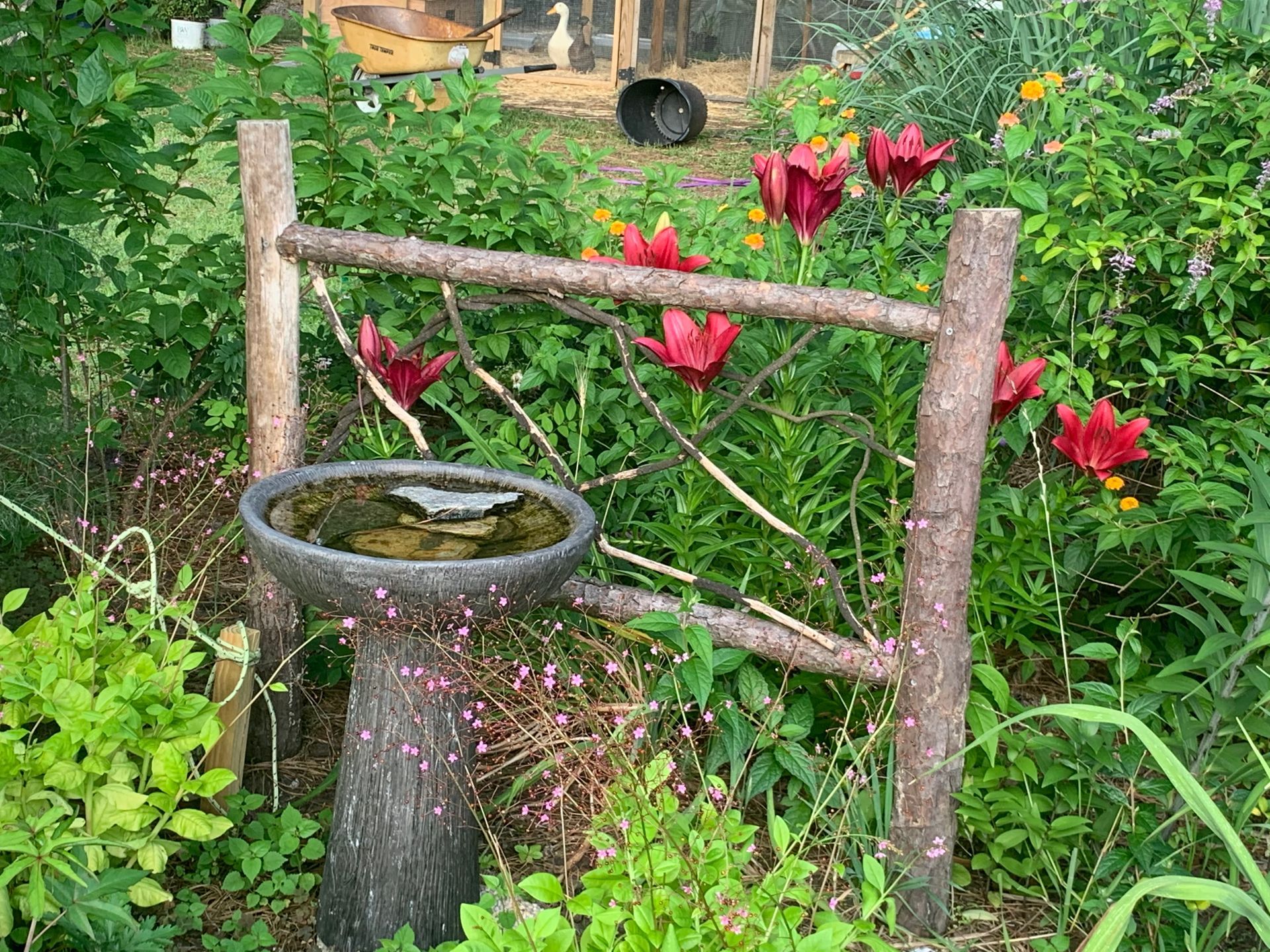 Bird bath with rustic fence and red tulips in a garden setting, with chickens in the background.