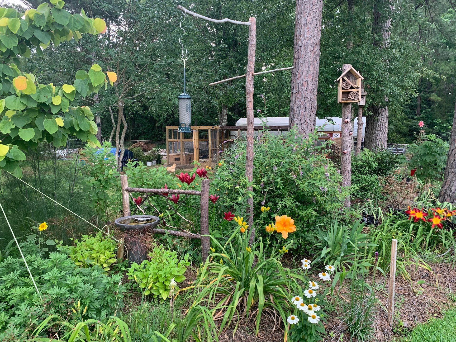 Lush garden with flowers and a bird feeder, wooden fence, and a chicken coop in the background.