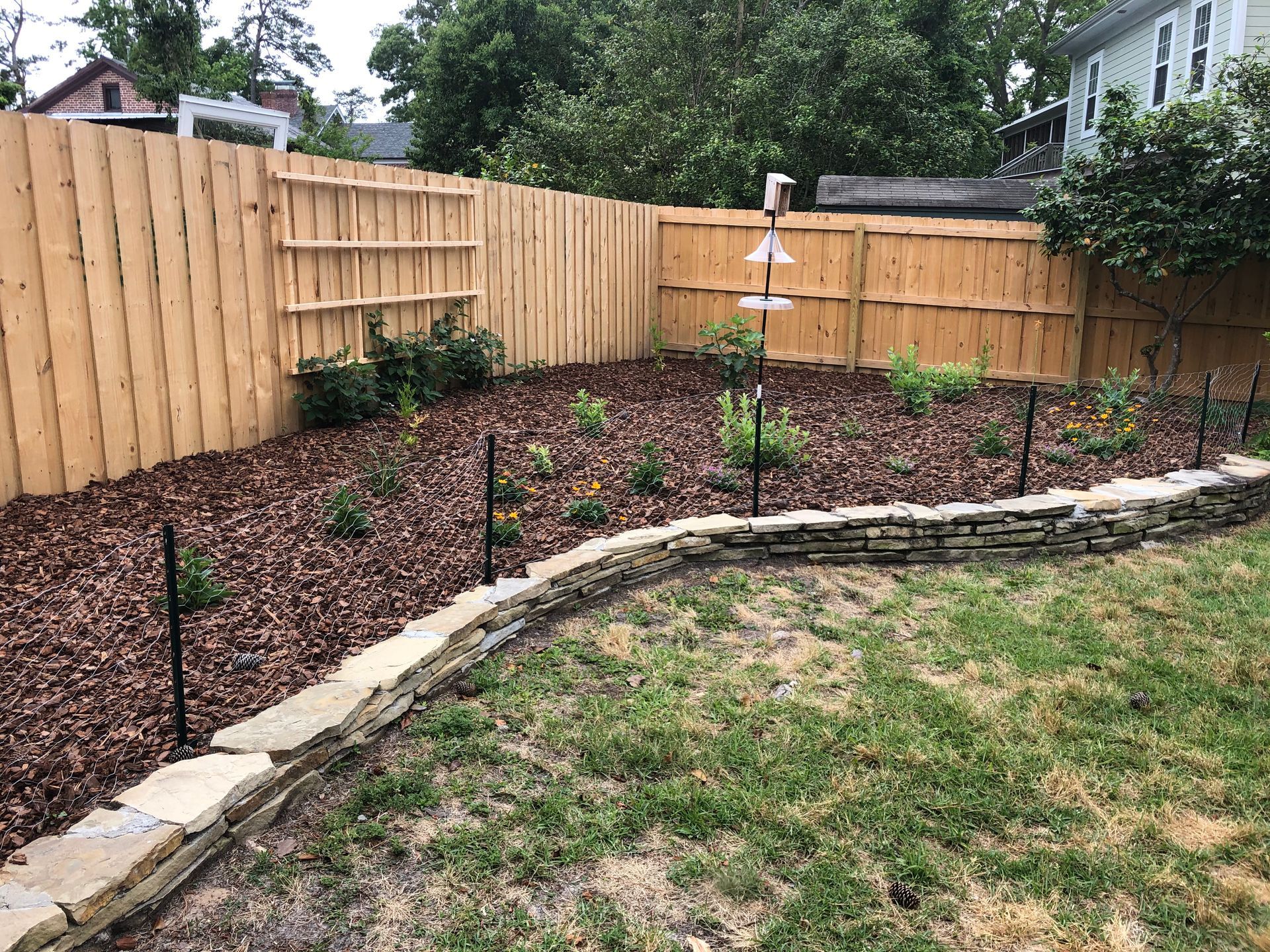 A fenced-in garden bed with mulch and young plants, bordered by a stone wall, next to a grassy lawn.