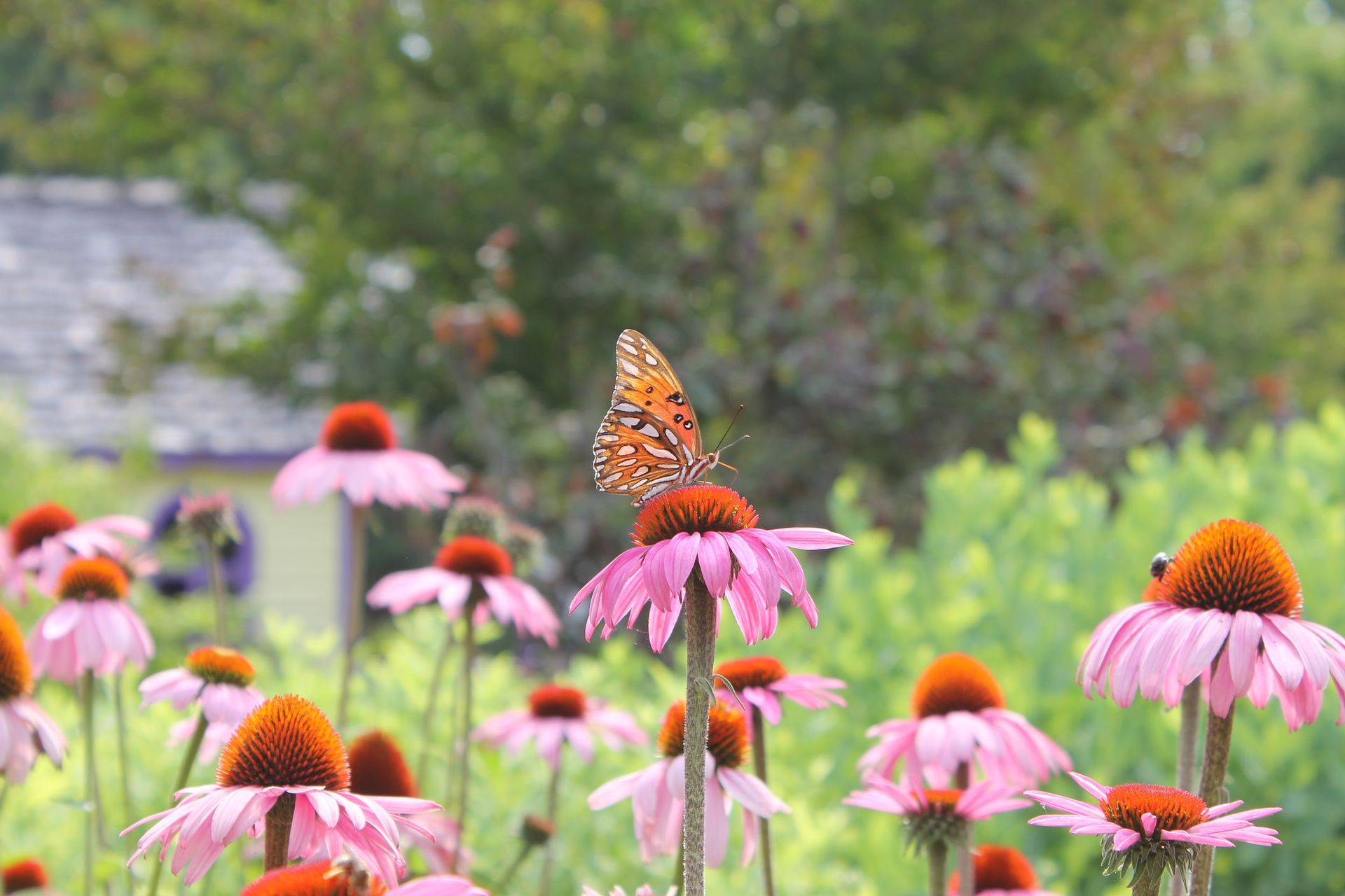 Butterfly perched on a pink coneflower in a garden. Green foliage and a building in the background.