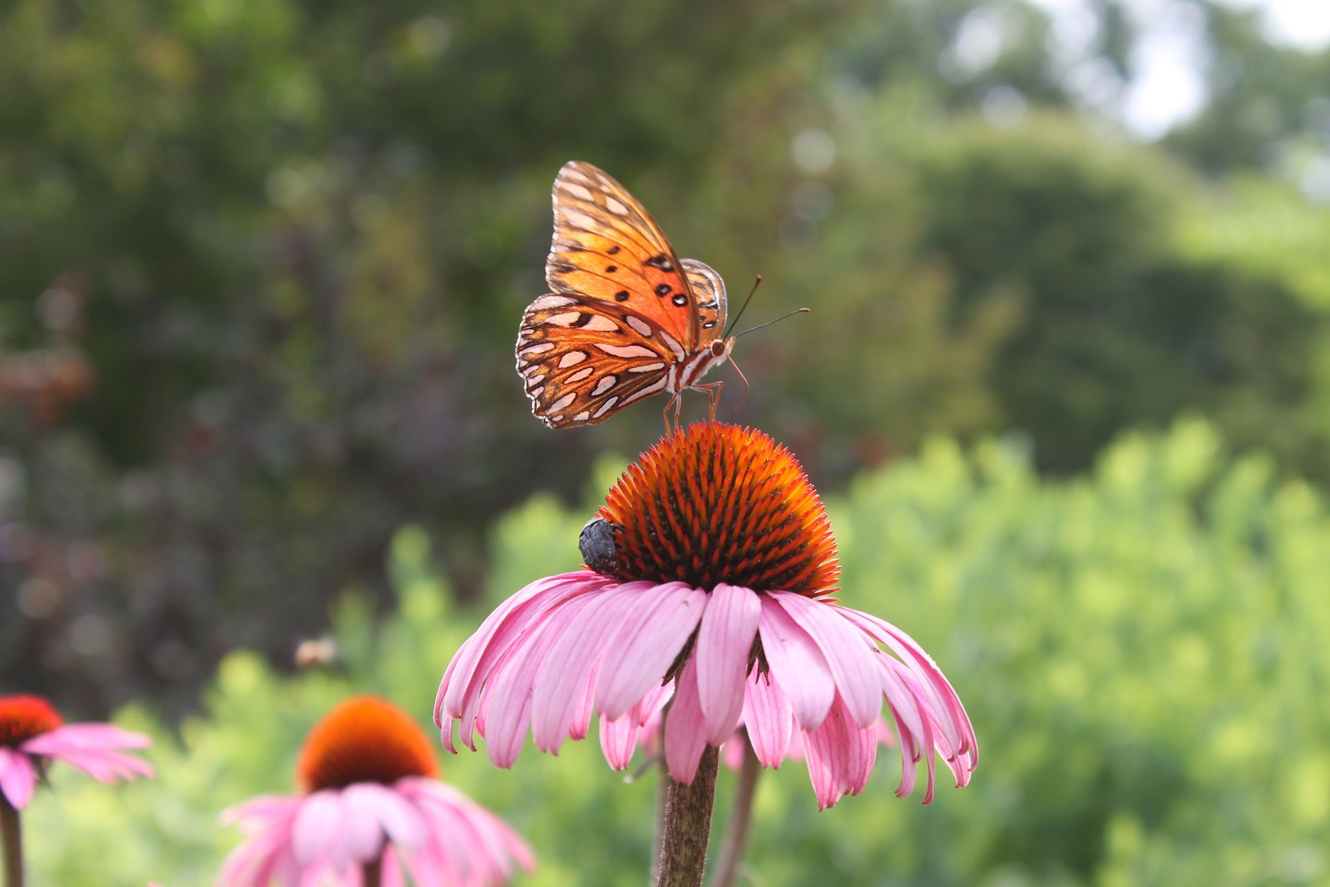 Butterfly with orange and black wings on pink coneflower.