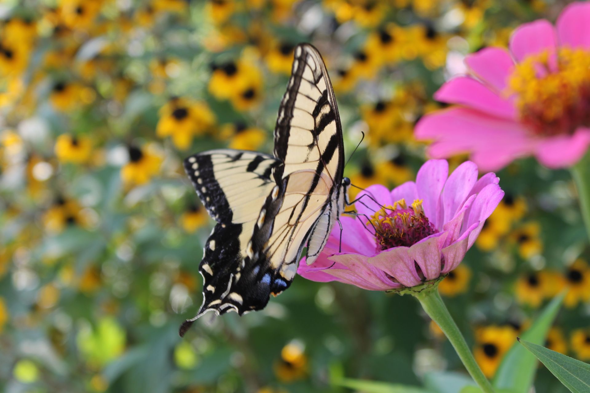 Yellow and black tiger swallowtail butterfly on a pink zinnia flower, surrounded by yellow flowers.