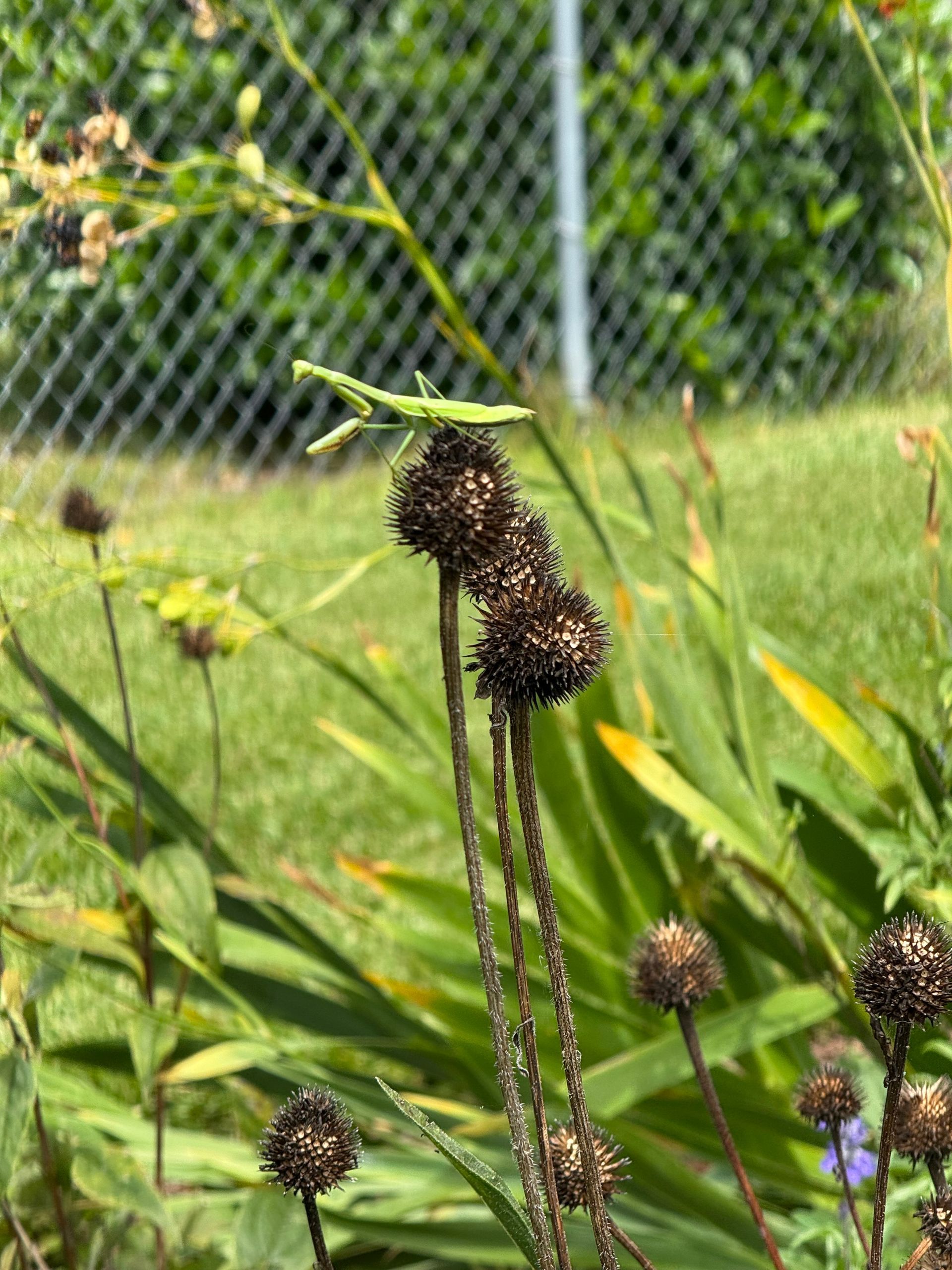 Green praying mantis perched on a brown seed head in a garden.