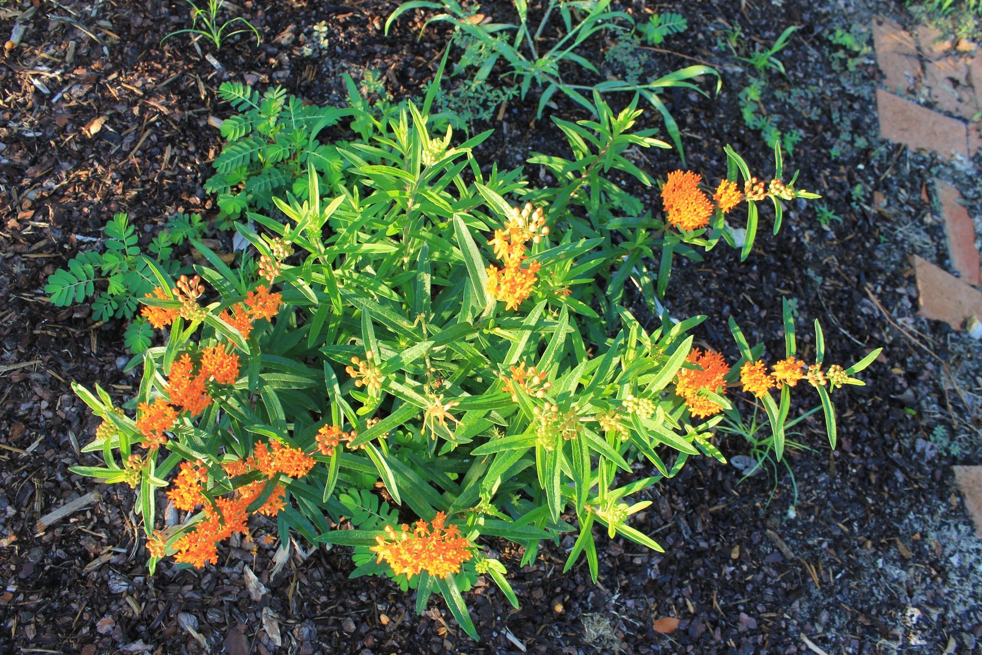 Orange butterfly weed flowers, green leaves, and a butterfly, within a wire frame.