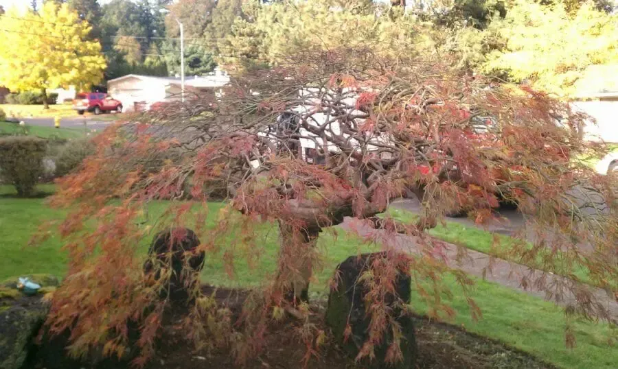 Weeping Japanese maple tree with reddish-brown leaves, in a yard with a street and houses in the background.