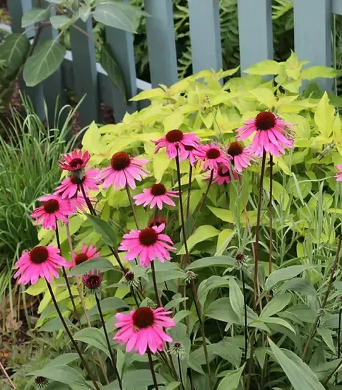 Pink coneflowers with dark centers bloom in front of a yellow-green bush and a light blue fence.