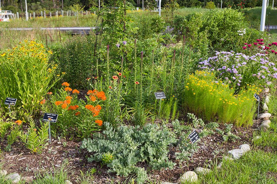 Garden bed with various colorful wildflowers and informational plant signs.