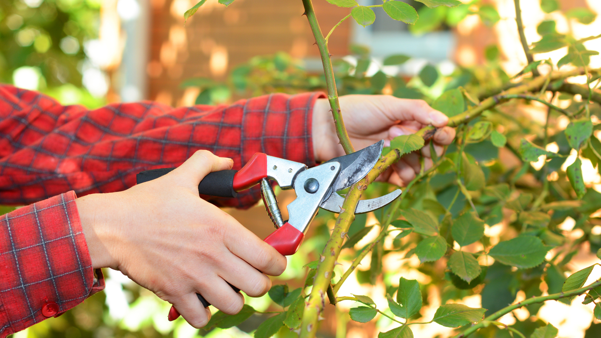 Person in red plaid shirt pruning a plant with red and silver clippers outdoors.