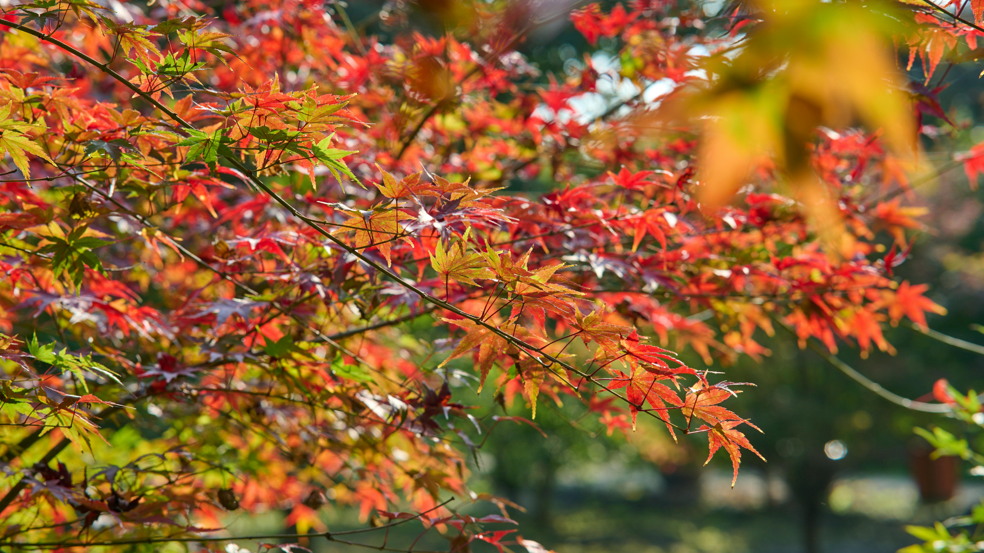 Green evergreen tree with brown, dead branches and green foliage. Outdoors.