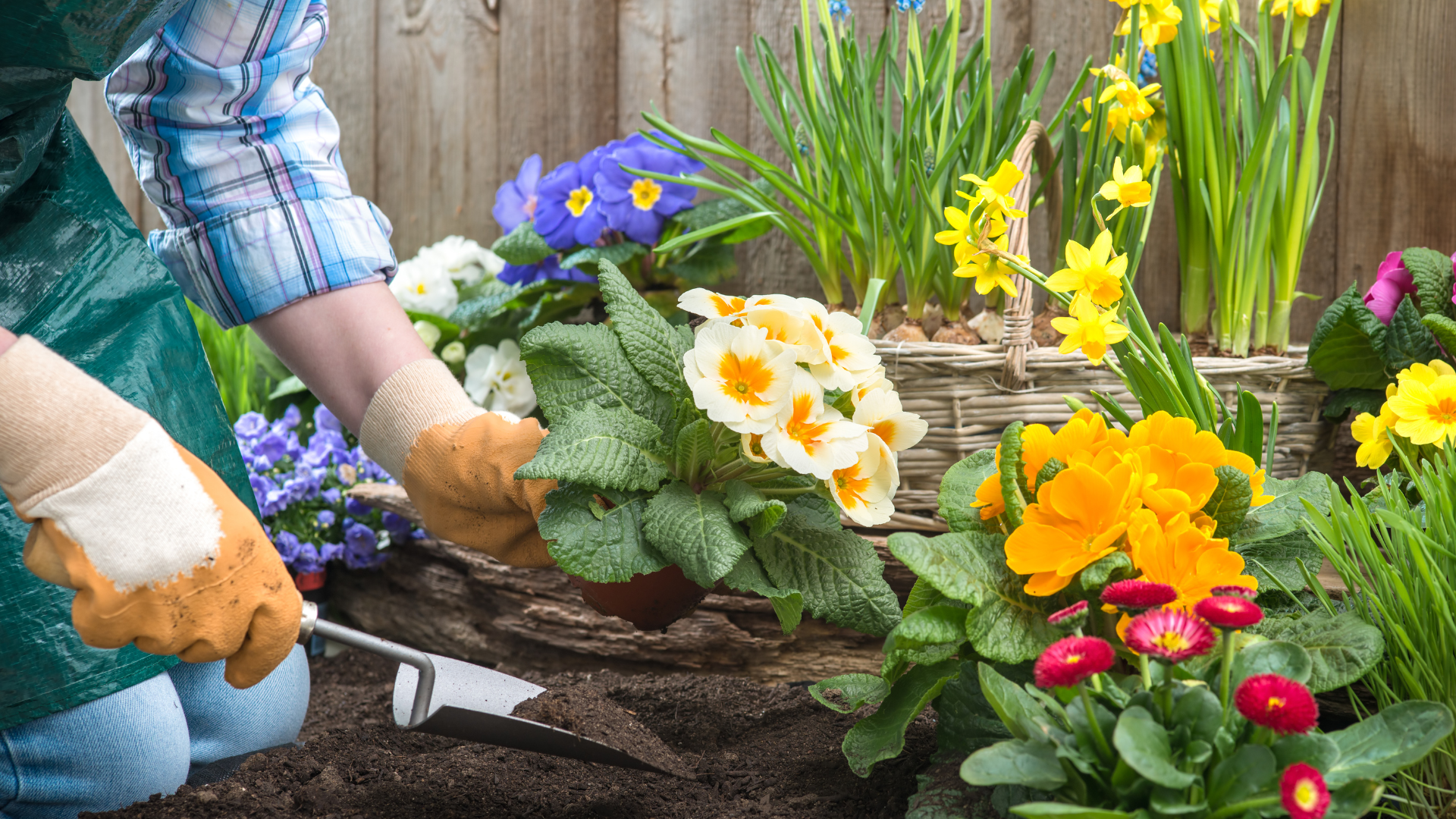 Gardener in gloves planting a flowering plant in garden bed with various colorful flowers and a wooden fence.