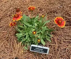 Blanket flower plant with orange and yellow petals and a plant label.