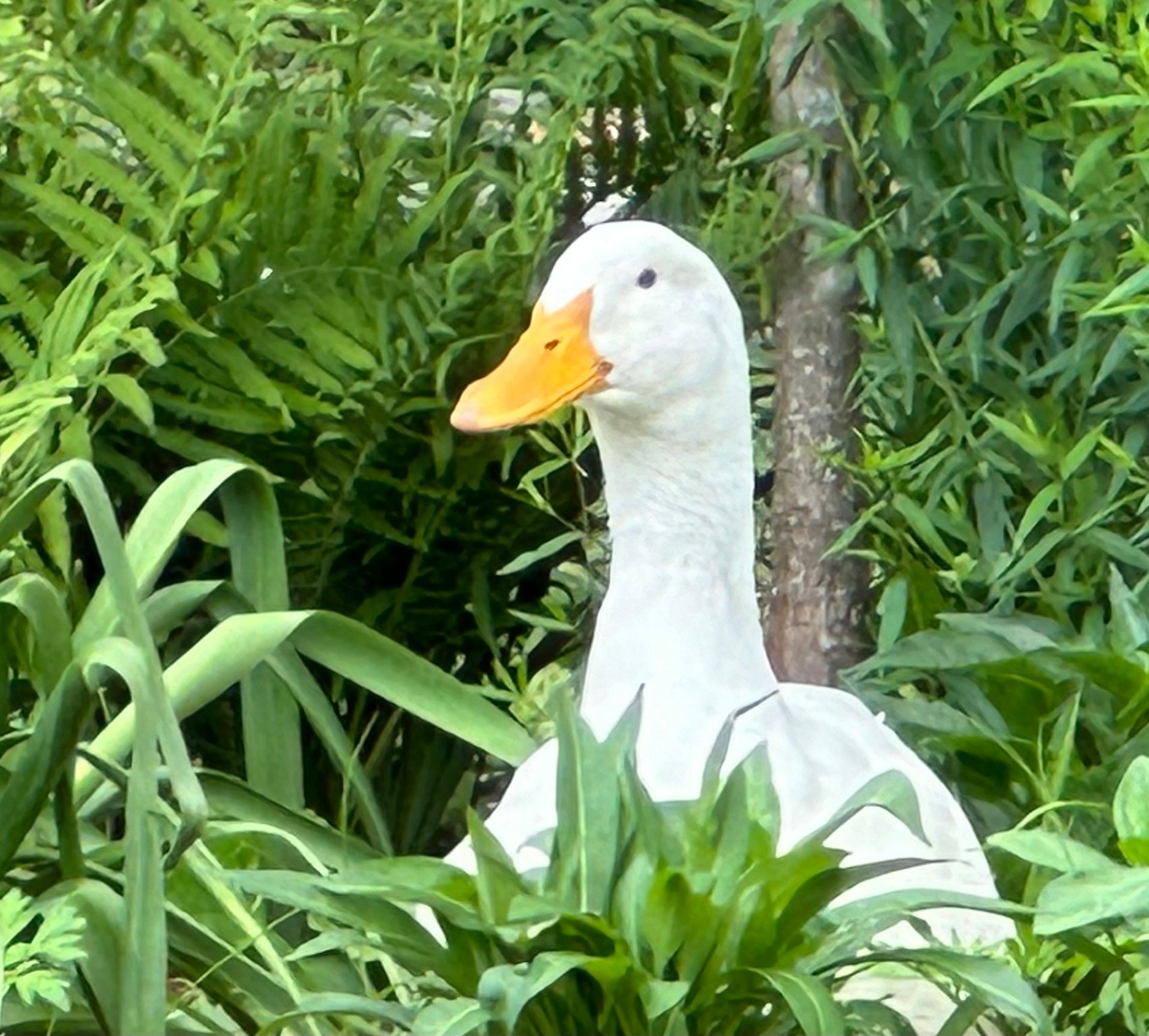 Duck in the garden- pet friendly gardening
