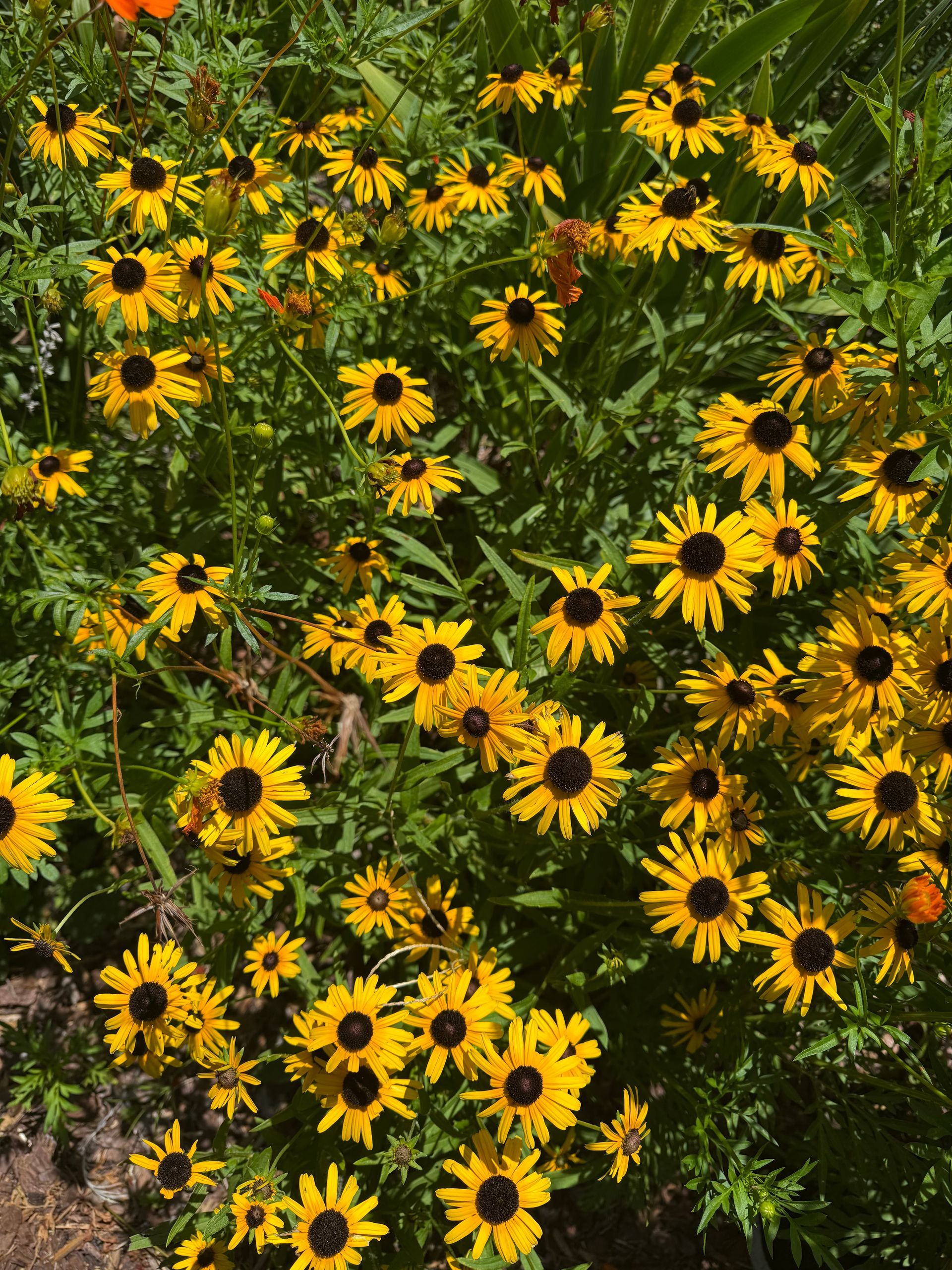 Yellow and black coneflowers in full bloom. Green foliage in the background. Sunny day.