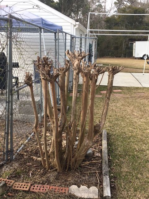 Crape Murder - over pruned tree 