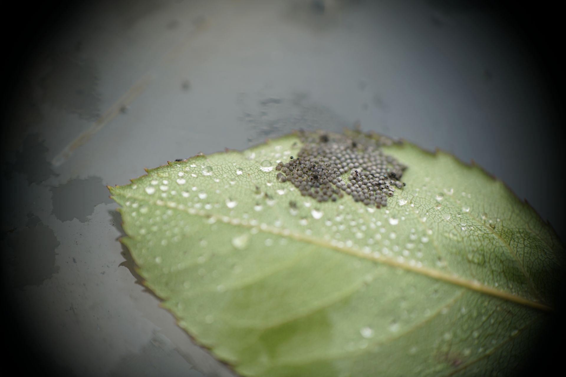 Leaf under the microscope showing insect eggs