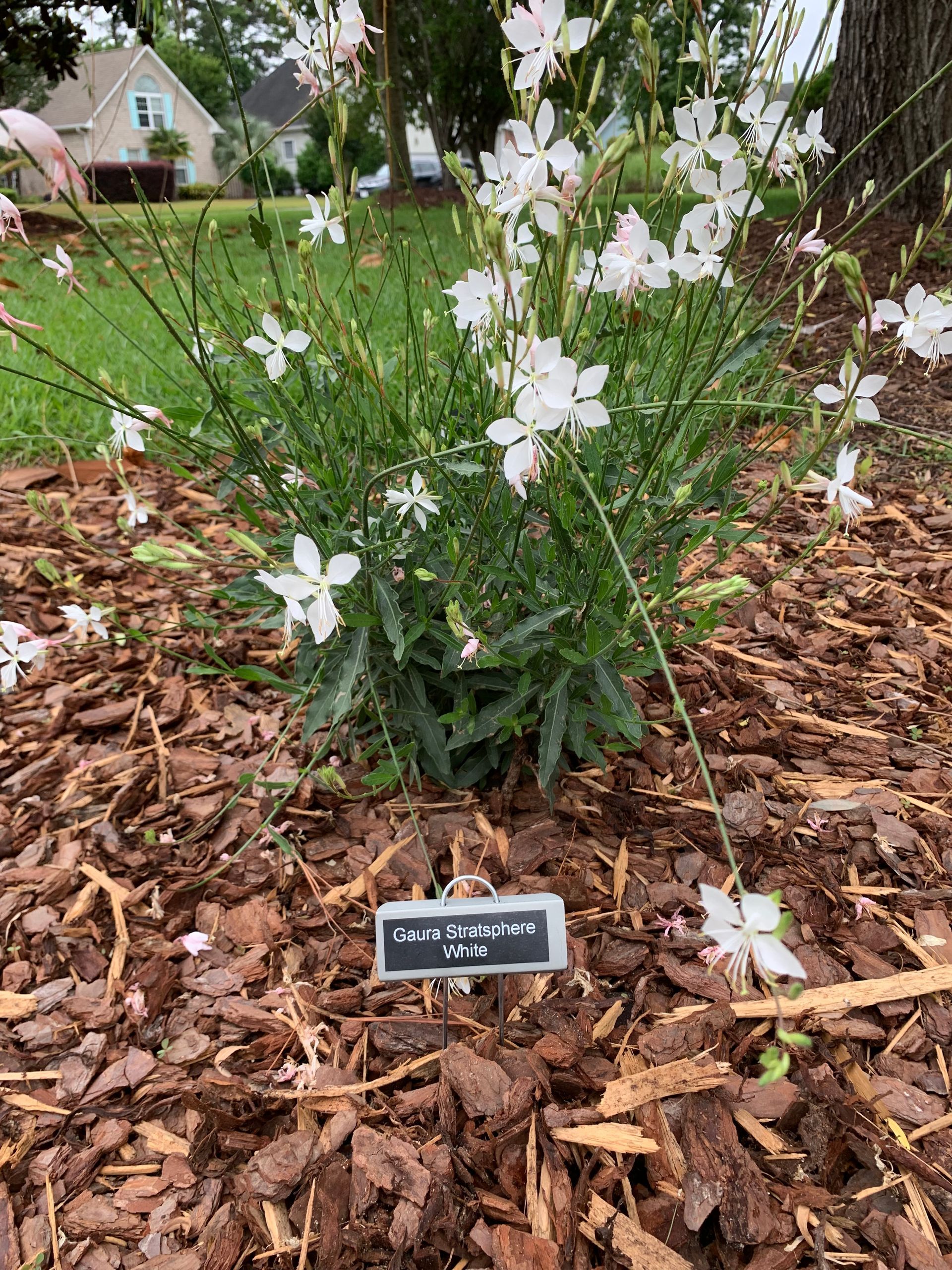 Blanket flower plant with orange and yellow petals and a plant label.
