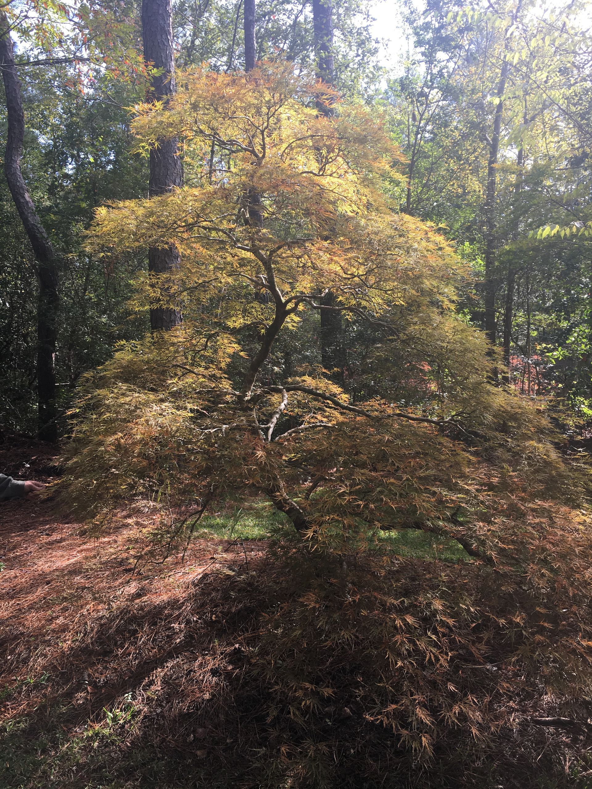 Lime-green Japanese maple tree in a garden bed with hostas and mulch next to a wooden fence.