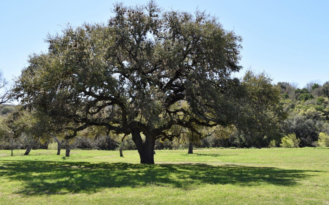 Large oak tree in a green field under a clear blue sky.