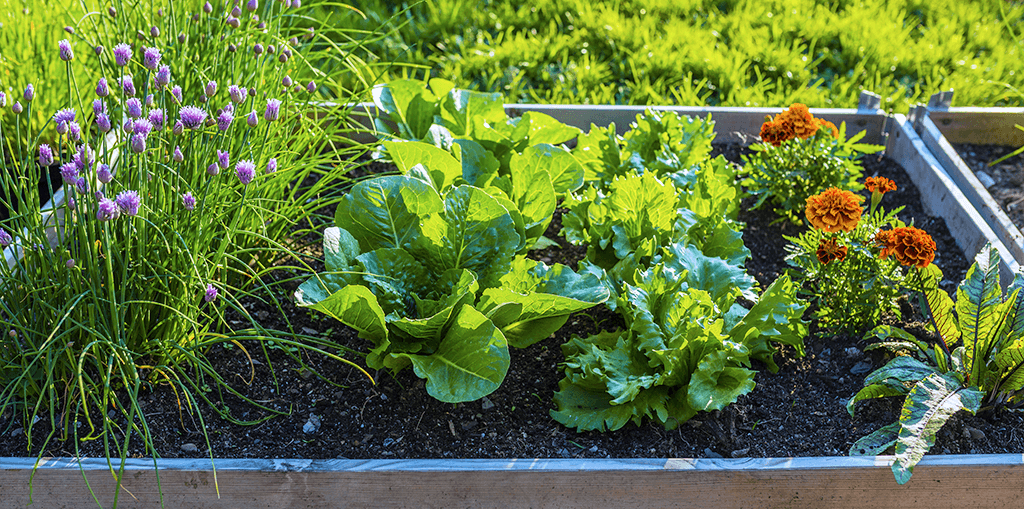 A raised garden bed with lettuce, marigolds, and chives in direct sunlight.