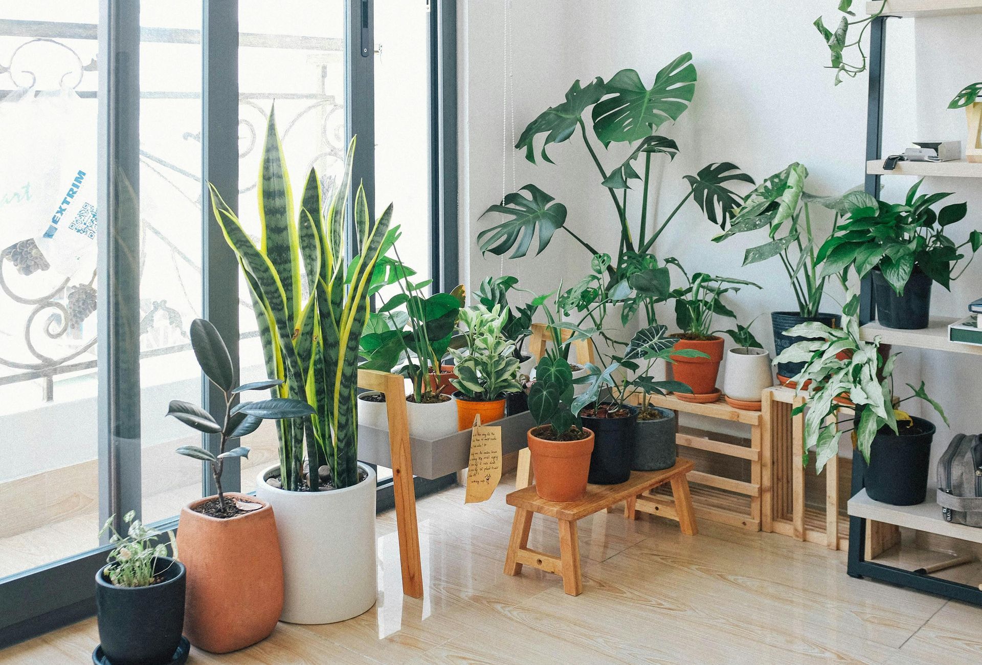Sunlit room filled with various potted plants: a tall snake plant, Monstera, and other greenery.