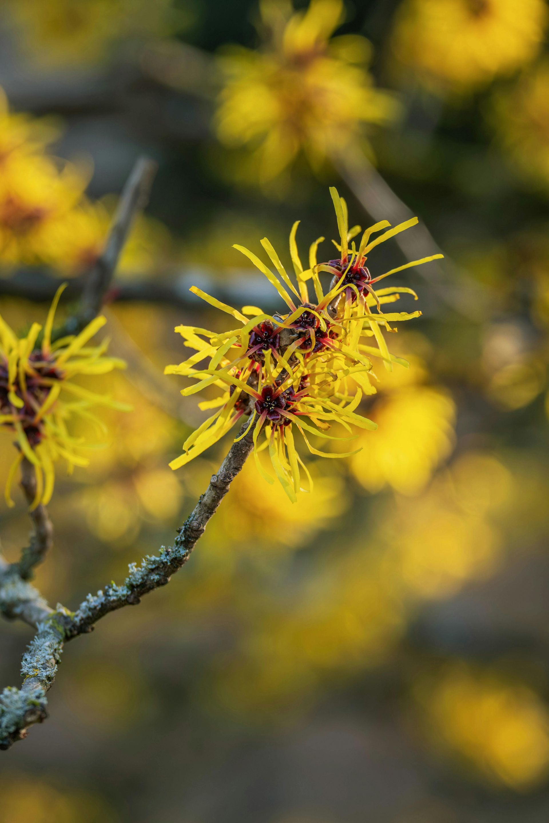 Yellow witch hazel flowers bloom on a branch with blurred background.
