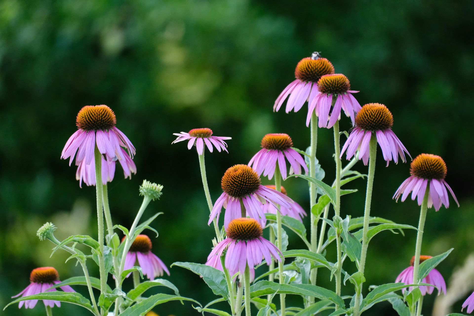 Purple coneflowers blooming in a garden with green foliage in the background.