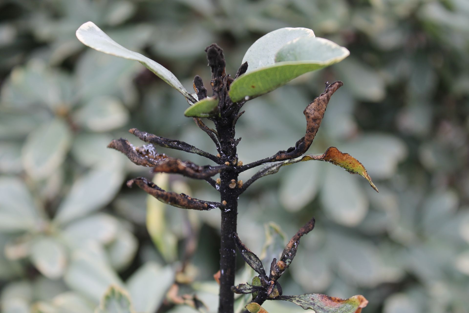 Green plant leaves with curled edges and white, web-like structures.
