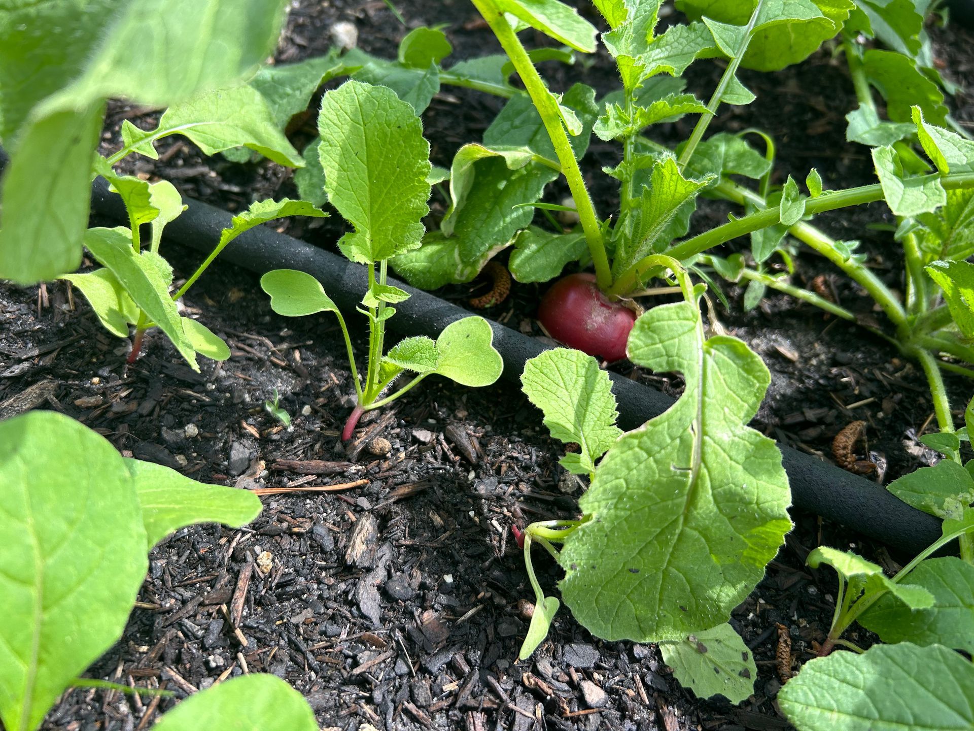Red radish growing in dark soil, near black irrigation tubing, surrounded by green leaves.