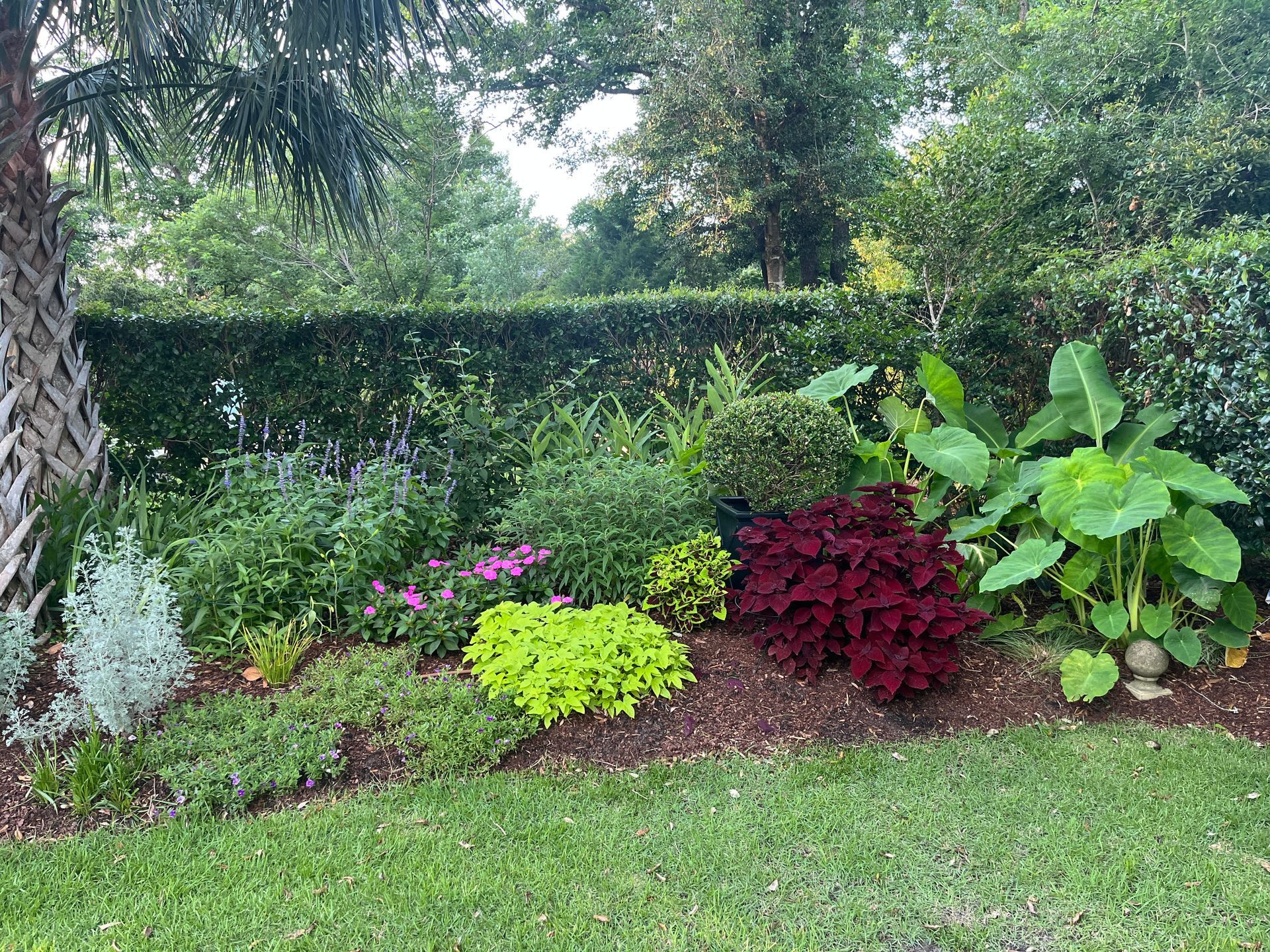Landscaped garden bed with various green plants and colorful flowers, against a hedge.