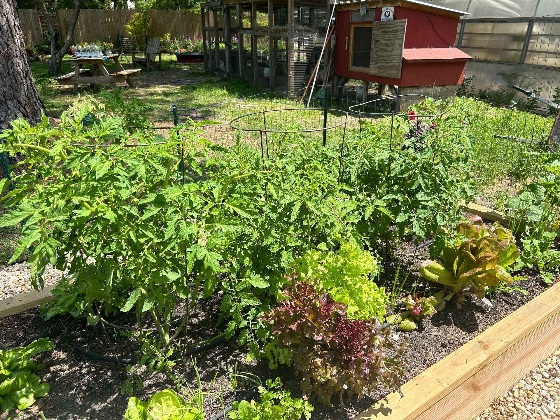vegetable garden 