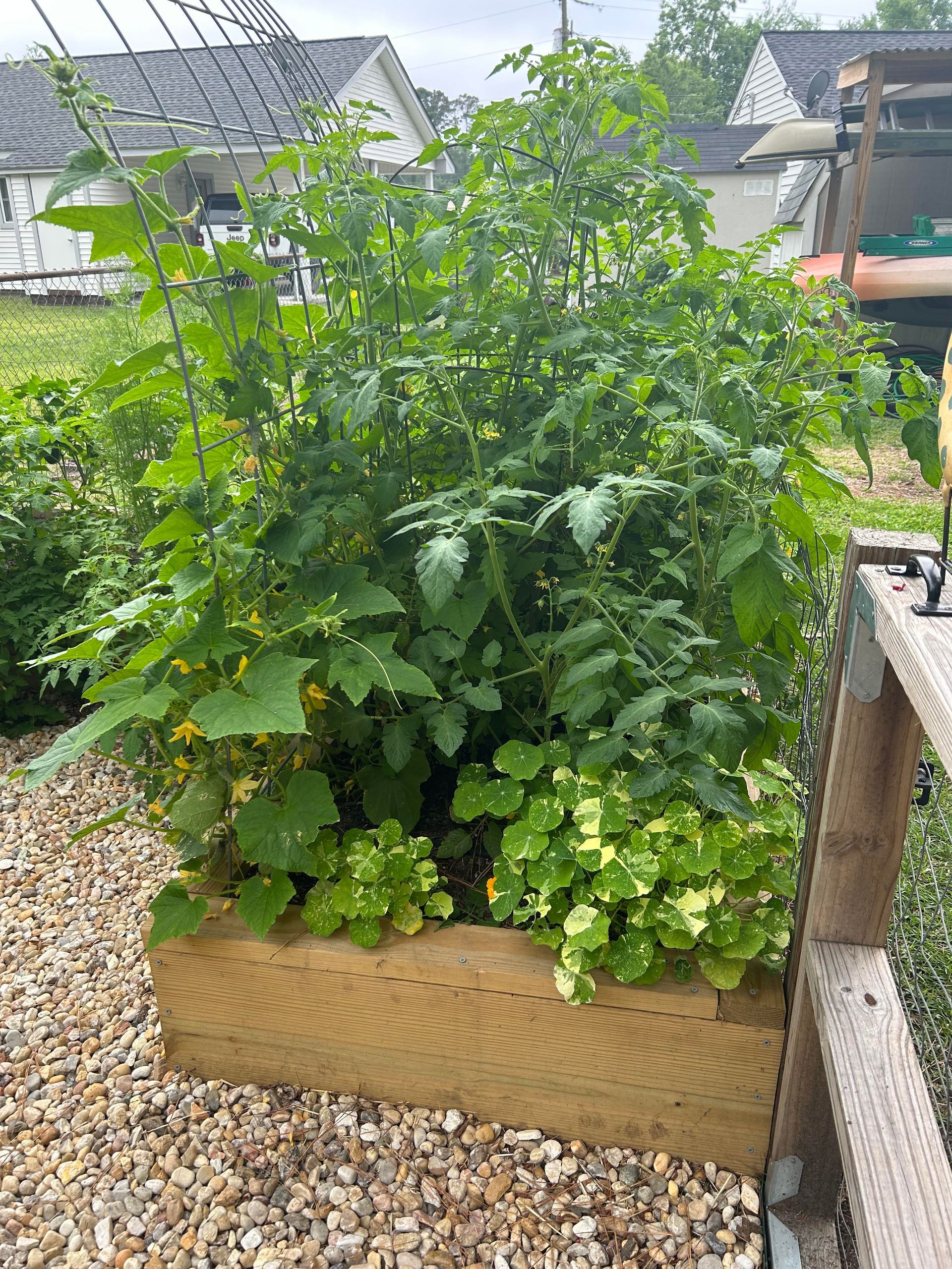 Raised garden bed with lush green plants, including tomatoes and squash, against a cloudy sky.