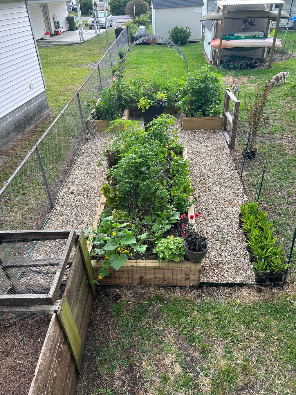 Raised garden beds with various plants, set on gravel, bordered by grass and chain-link fence.