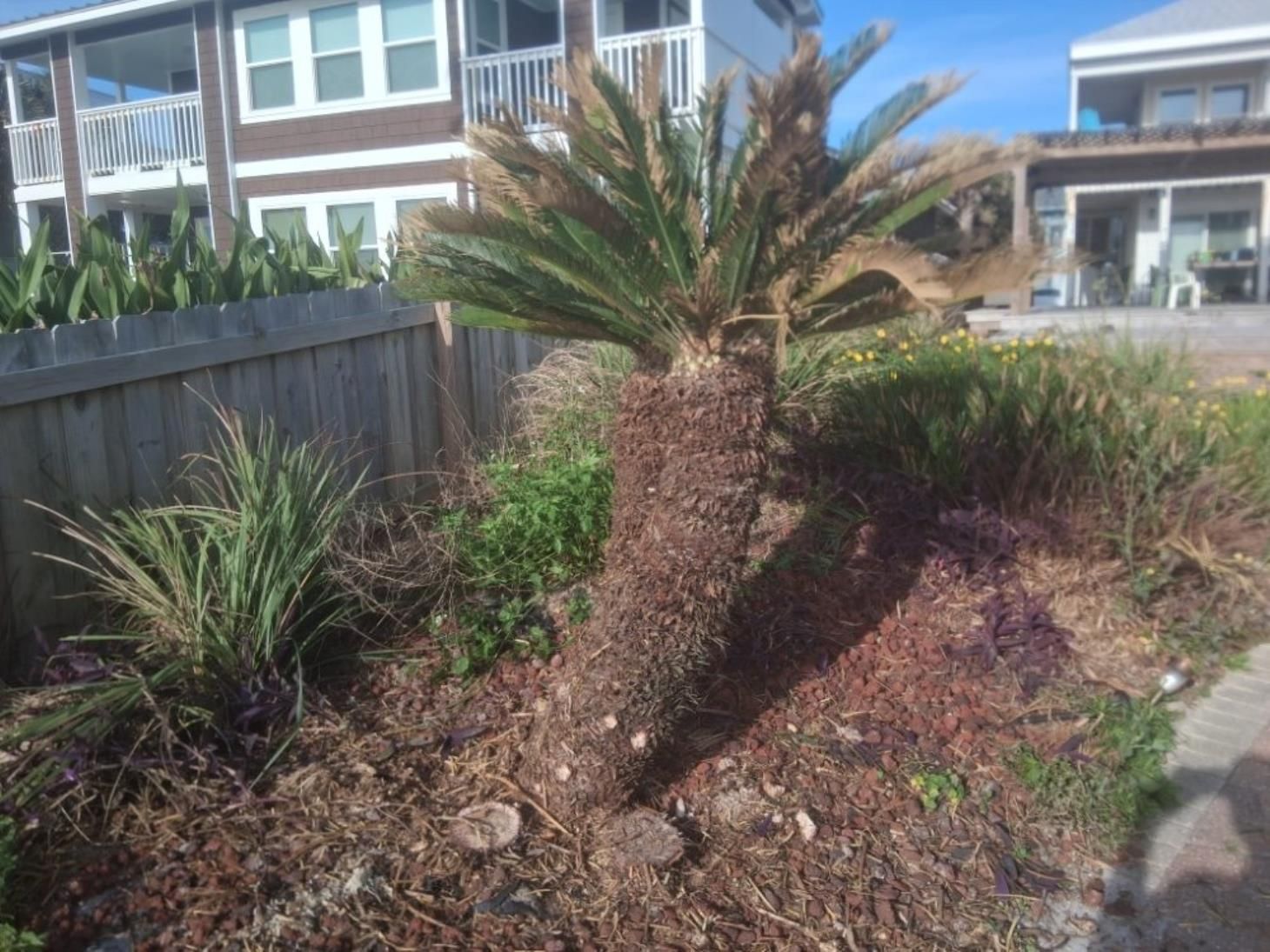A man is cutting a tree with a chainsaw.