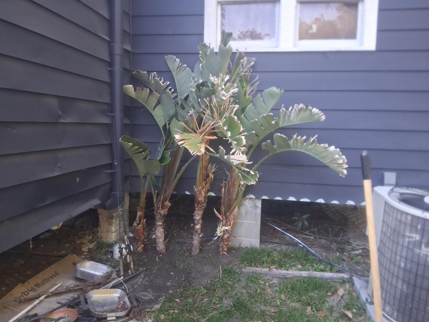 A house with a palm tree in front of it