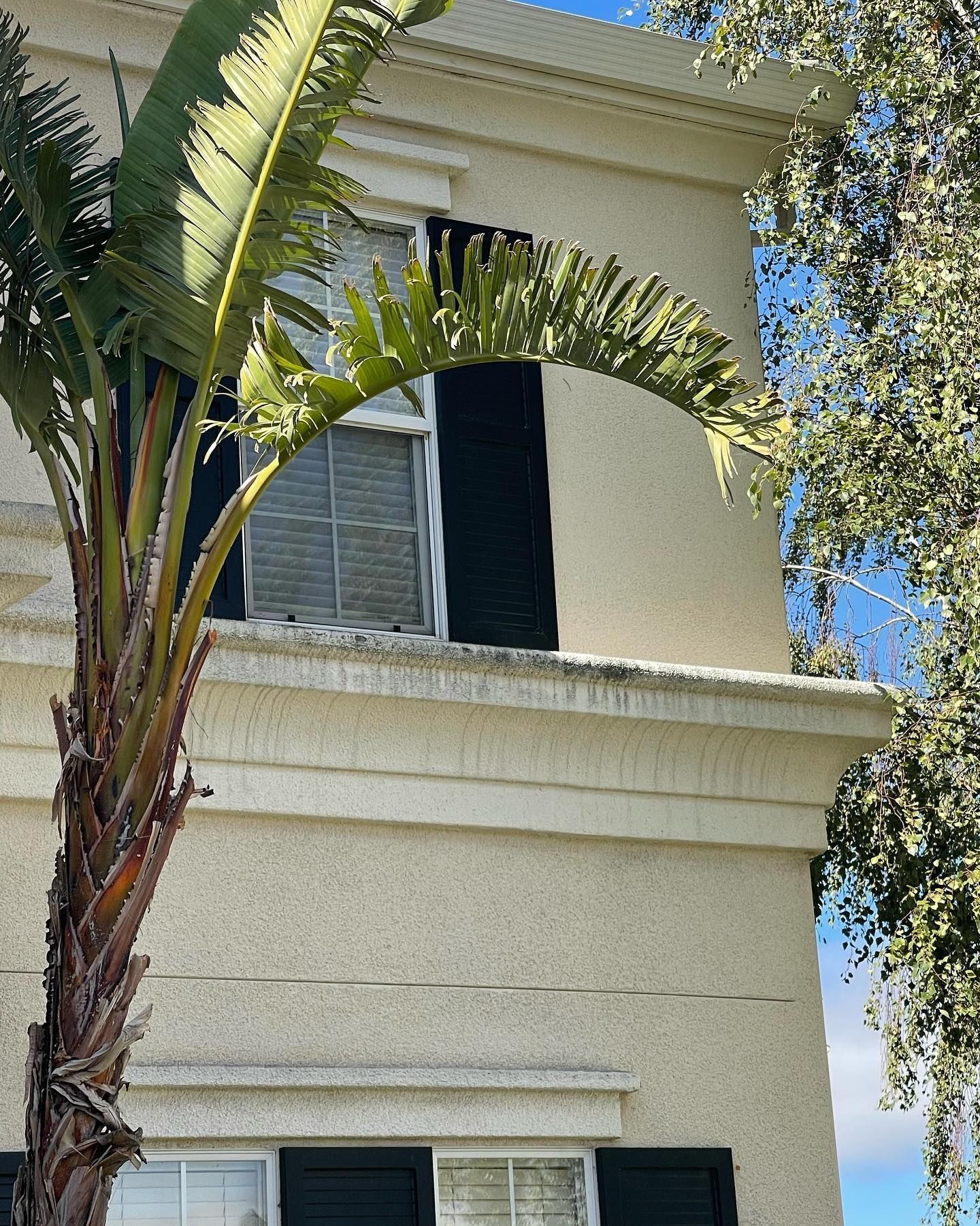 A white building with black shutters and a palm tree in front of it
