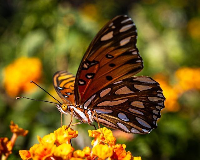 Butterfly resting on bright flowers in Laredo, TX