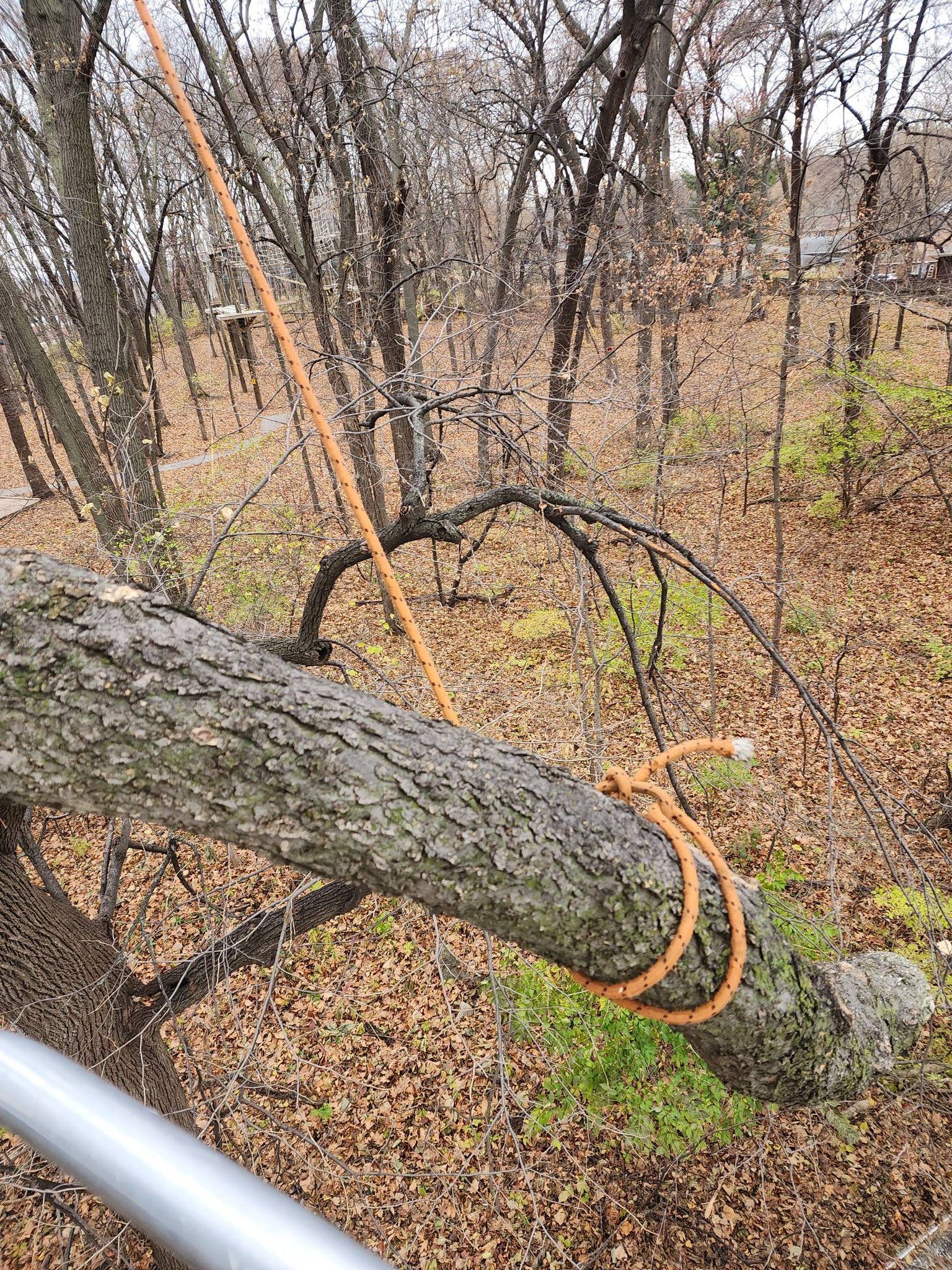 A tree branch is tied to a metal pole in the woods.