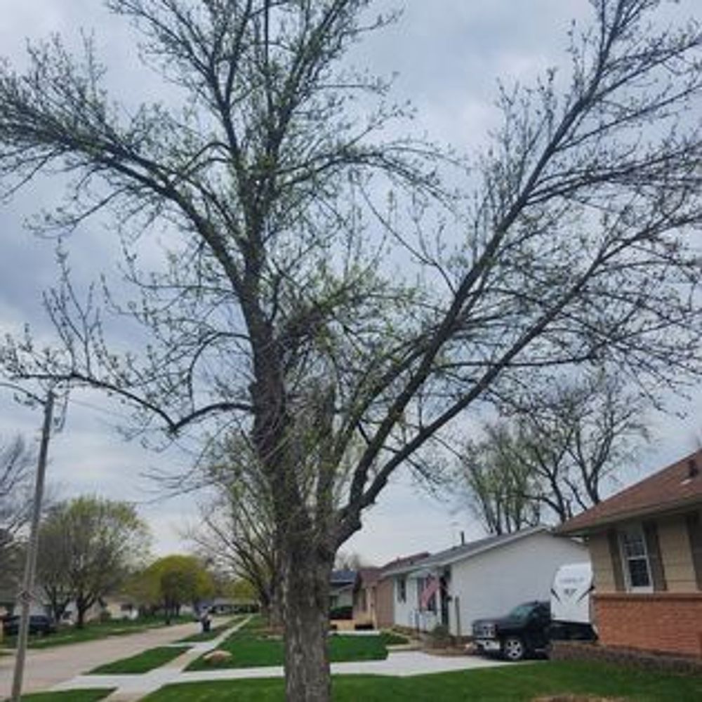 A tree with a lot of branches is in front of a house in a residential area.