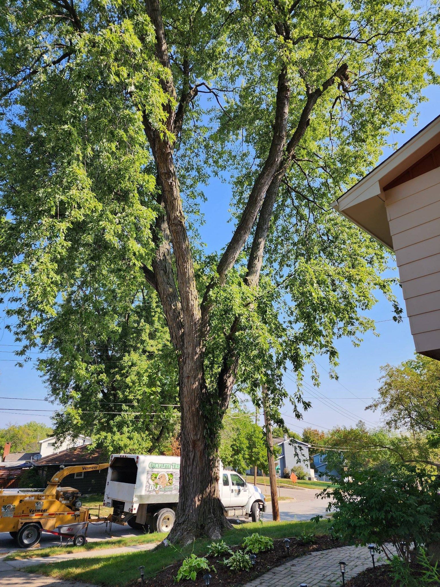 A tree is being cut down in front of a house.