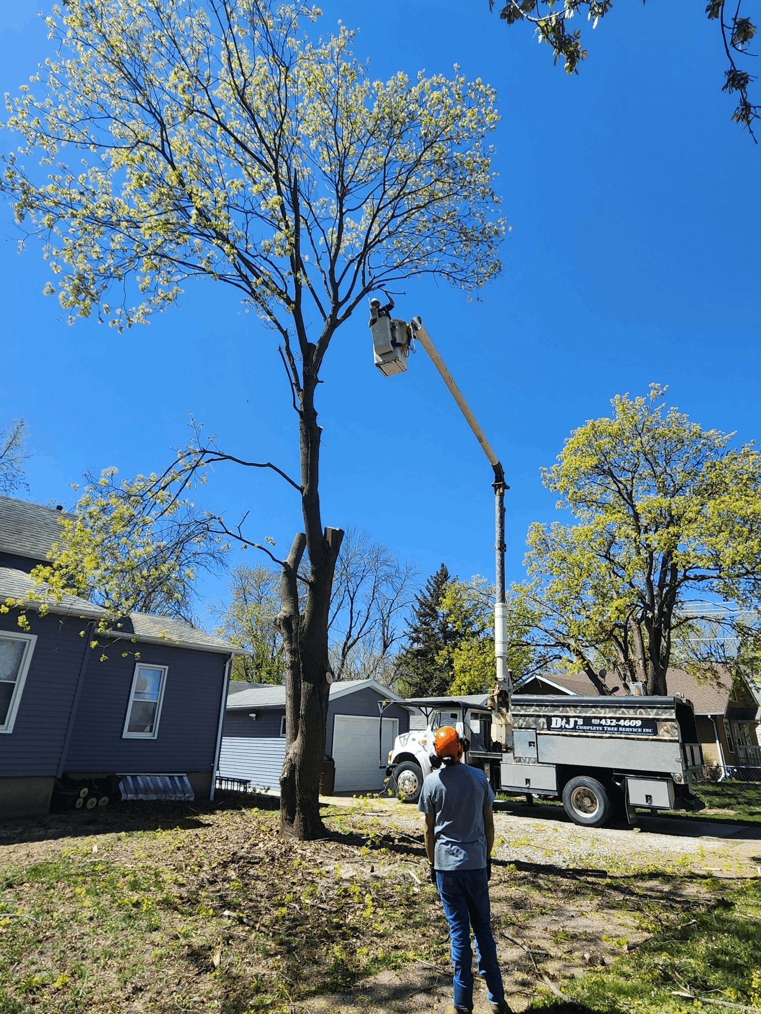 A man is standing in front of a tree being cut down by a crane.