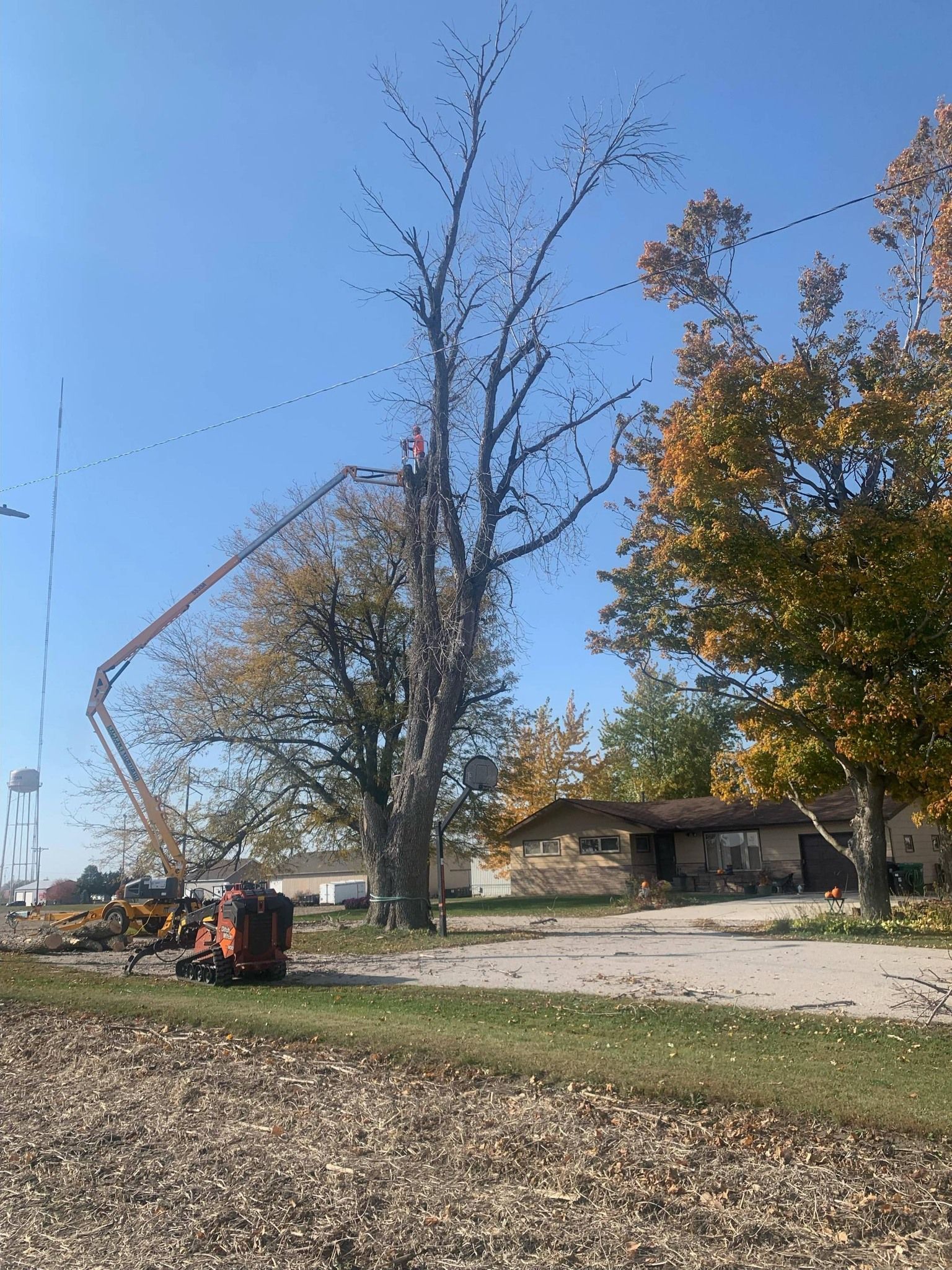 A large tree is being cut down by a crane.