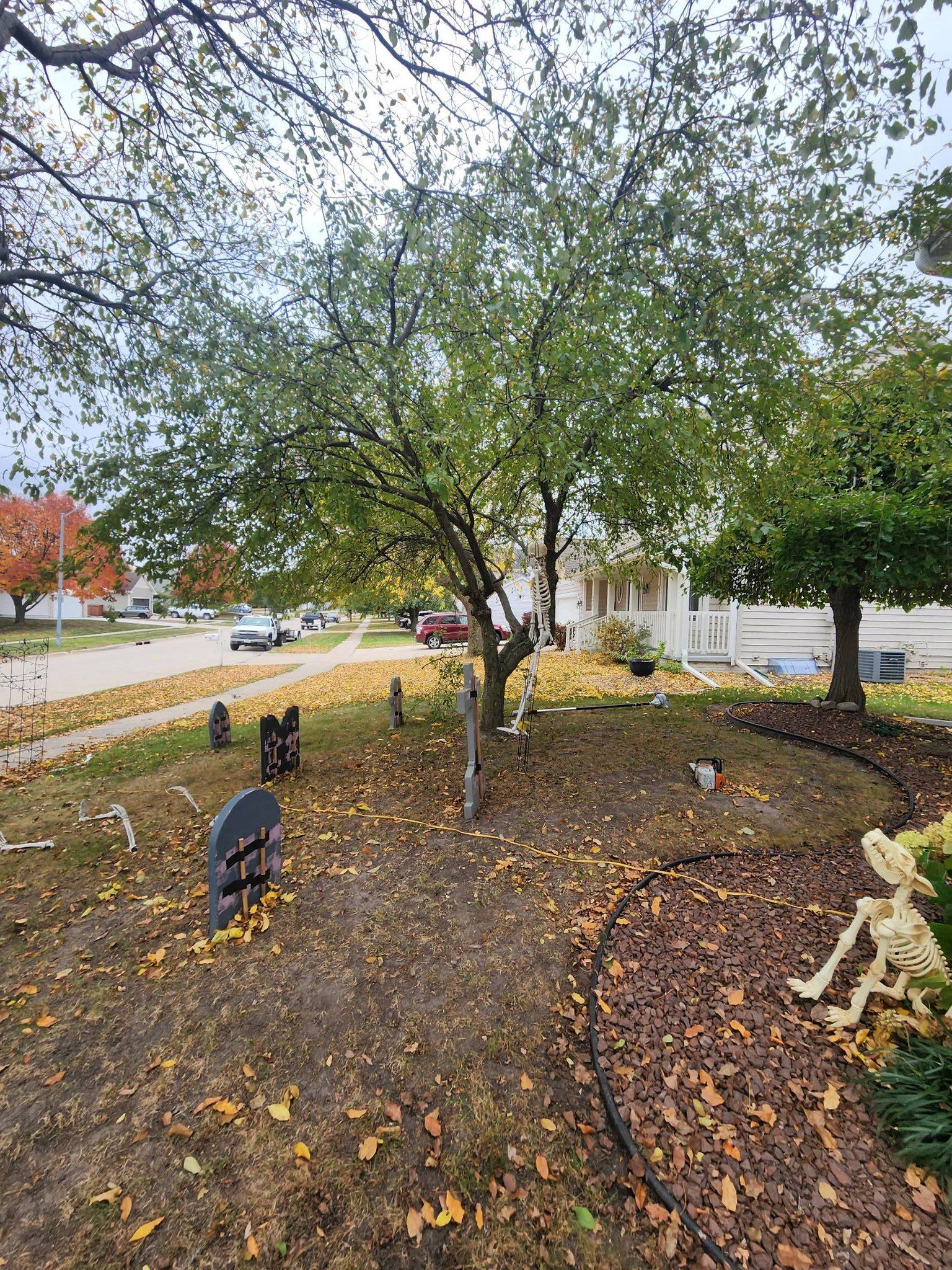 A frog is sitting under a tree in a park with leaves on the ground.