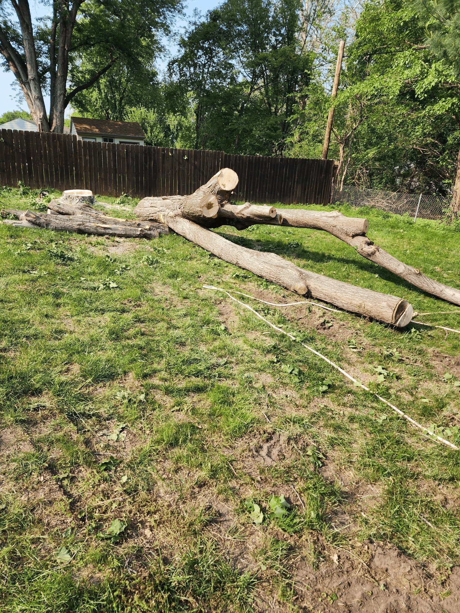 A bunch of logs are laying on the grass in a yard.