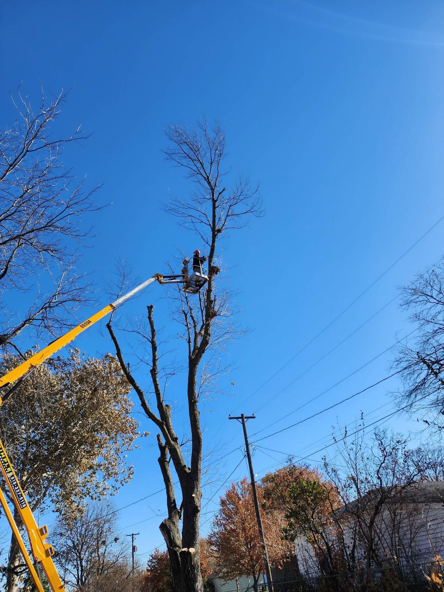 A man is cutting a tree with a crane.
